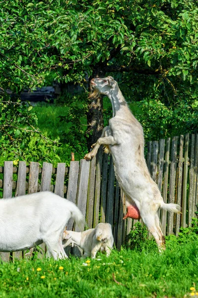 Utsikt Över Getbetet Nära Stängslet — Stockfoto