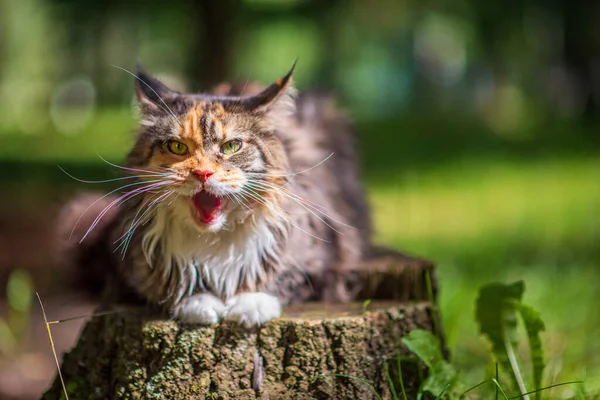 Chat Domestique Grognant Dans Parc Gros Plan Photographié — Photo