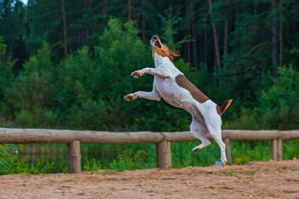 Hund Springt Für Lebensmittel Bewegung Fotografiert Defokussierung — Stockfoto