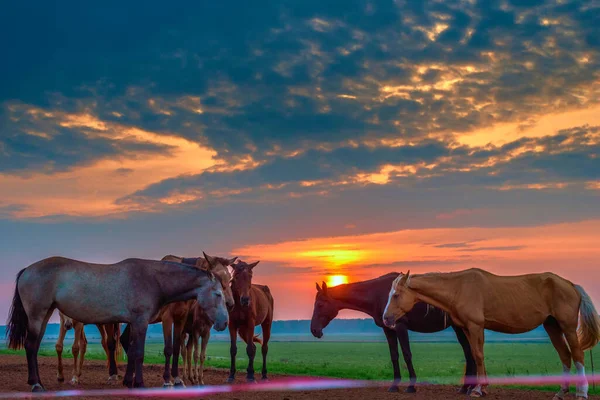 Chevaux Paissent Aube — Photo