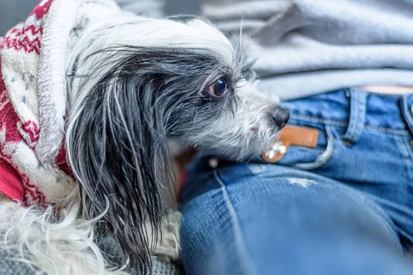 a portrait of a Chinese crested dog at the feet of a girl