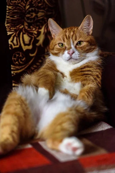 家红猫躺在沙发上 — 图库照片