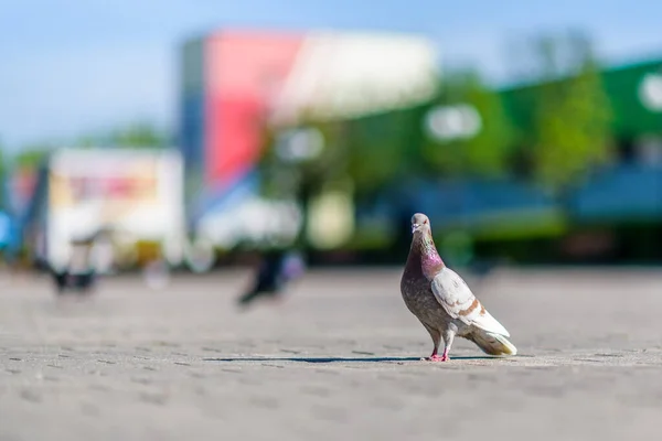 Porträt Einer Taube Auf Einer Straße Der Stadt — Stockfoto