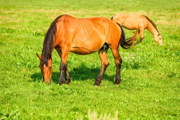 Paar Pferde Weiden Auf Dem Feld — Stockfoto