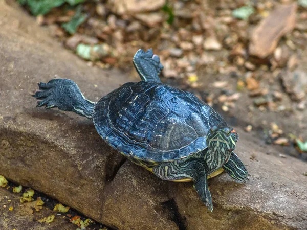 Черепаха Аквариуме Зоопарке — стоковое фото