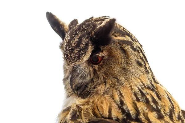 Portrait Hibou Aigle Gros Plan Isolé Sur Fond Blanc — Photo