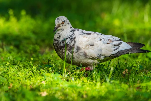 Portrait White Gray Pigeon Walking Grass Park — Stock Photo, Image