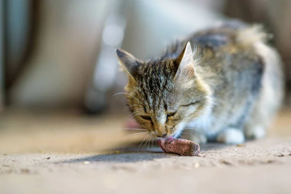ホームレスの灰色の猫がソーセージを食べる — ストック写真