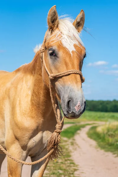 描述一匹马的特写 在农场拍摄的照片 — 图库照片