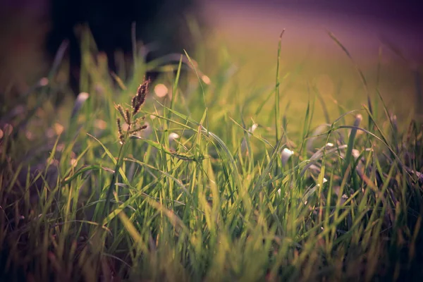 Background Closeup Fresh Green Grass — Stock Photo, Image