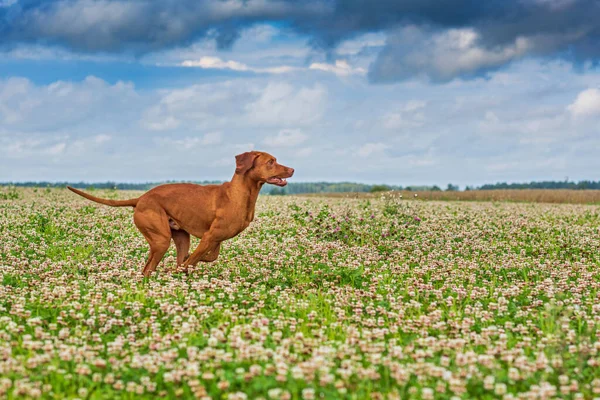 Cão Caça Está Perseguir Presas Fotografado Close Movimento — Fotografia de Stock