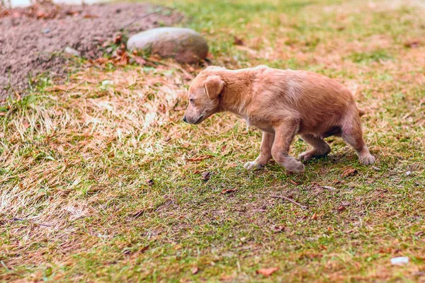 Stray Dog Plays Faded Grass — Stock Photo, Image