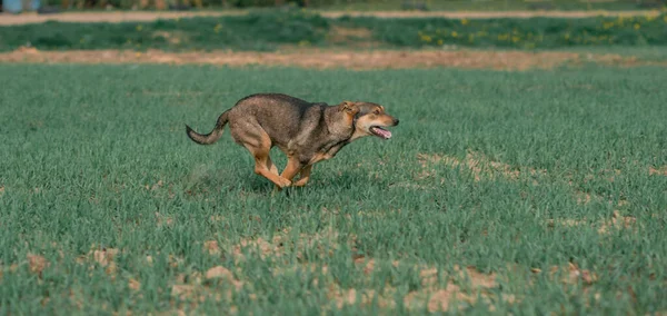 緑の畑の向こうに野良犬が走る — ストック写真