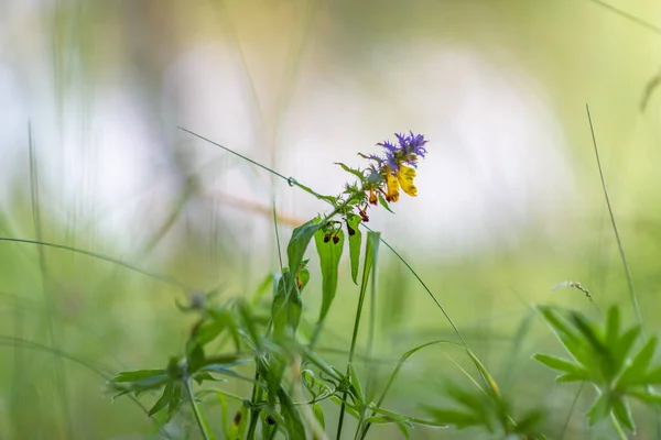 Wildblumen Nahaufnahme Mit Verschwommenem Hintergrund — Stockfoto