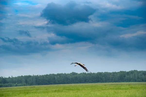 Una Cigüeña Vuela Sobre Pasto Verano Primer Plano Fotografiado — Foto de Stock