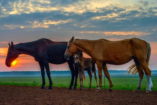 Cavalos Pastam Amanhecer — Fotografia de Stock