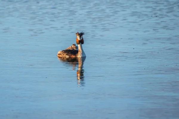 Una Familia Patos Chomga Está Nadando Largo Del Río Primer — Foto de Stock