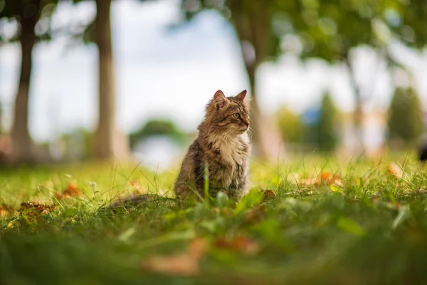 아름다운 고양이가 풀밭에 — 스톡 사진
