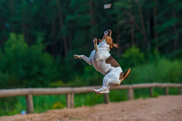 Hund Springt Für Lebensmittel Bewegung Fotografiert Defokussierung — Stockfoto