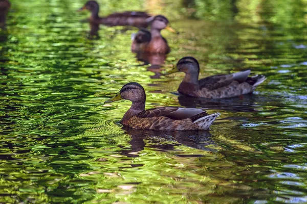 Enten Schwimmen Einem Teich Schatten — Stockfoto