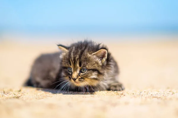 地面に晴れた日に非常にぼやけた背景を持つ小さな灰色の子猫の肖像画 — ストック写真