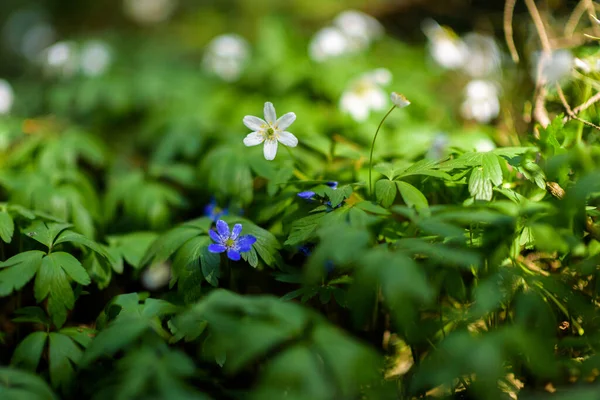 Polne Kwiaty Lesie Bliska — Zdjęcie stockowe