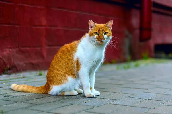 Rode Kat Stoep — Stockfoto