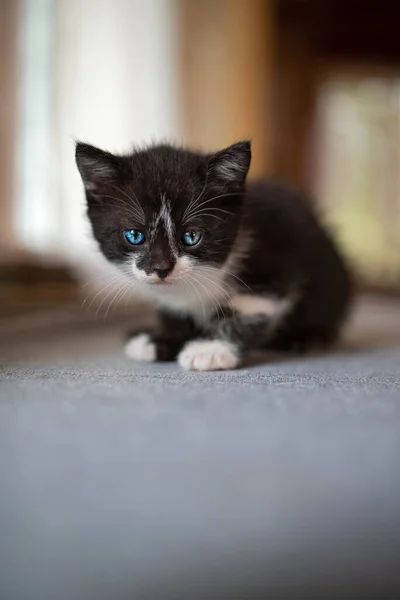 Porträt Eines Kleinen Schwarzen Kätzchens Mit Blauen Augen Auf Dem — Stockfoto