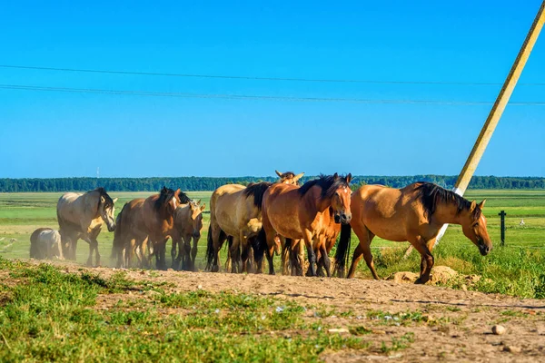 Eine Herde Pferde Läuft Auf Einem Bauernhof Staub — Stockfoto