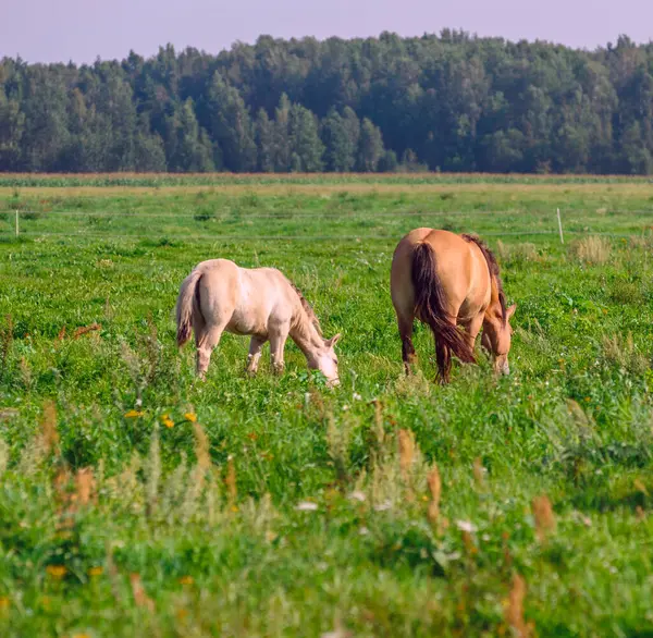 Pferde Auf Dem Feld Sommer Einem Sonnigen Tag — Stockfoto