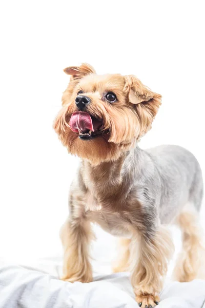 Retrato Terrier Yorkshire Aislado Sobre Fondo Blanco — Foto de Stock