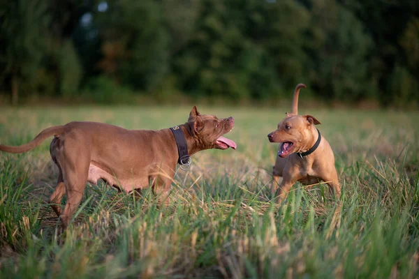 Dos Pitbull Terriers Americanos Están Jugando Campo Cerca Del Bosque —  Fotos de Stock