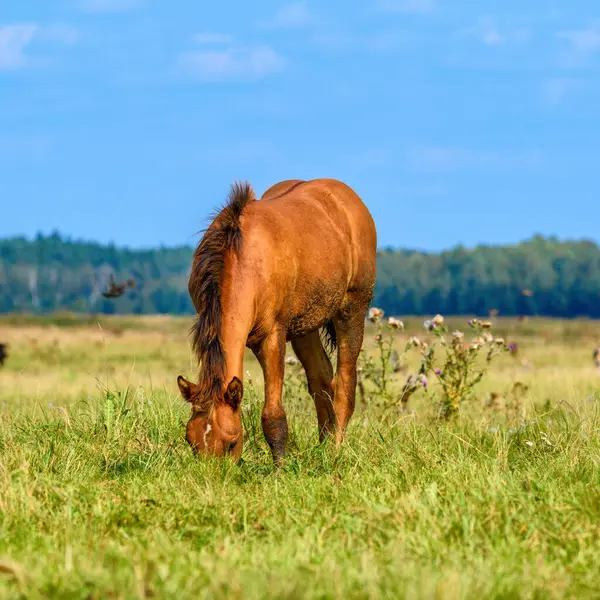 Volbloed Merrie Een Weiland Eenzaam — Stockfoto