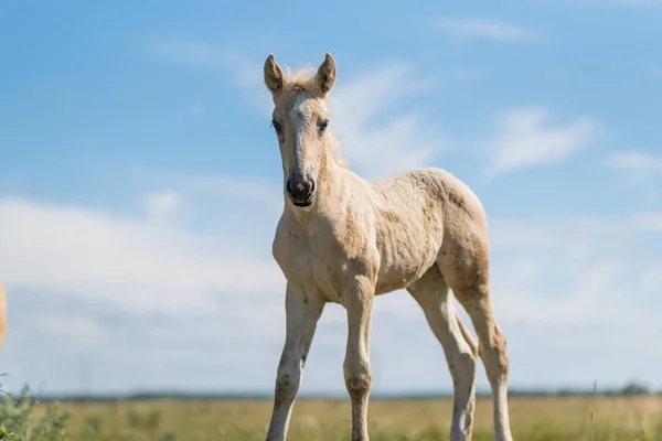 Giovane Puledro Frolics Sul Campo — Foto Stock