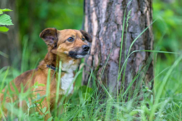 Retrato Perro Bosque Hierba Alta Cerca Junto Árbol Coníferas — Foto de Stock