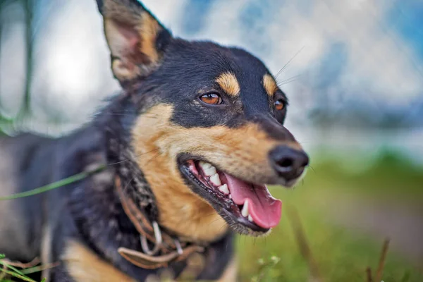 Bir Bekçi Köpeği Çimenlerde Dinleniyor Fotoğraflı Yakın Plan — Stok fotoğraf