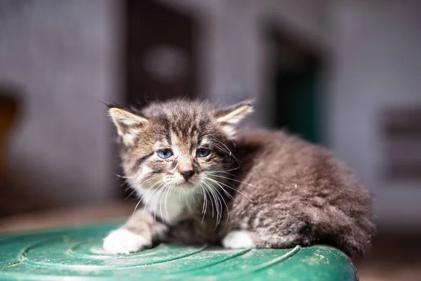 Een Kleine Grijze Zieke Dakloze Kitten Zit Een Omgekeerde Plastic — Stockfoto