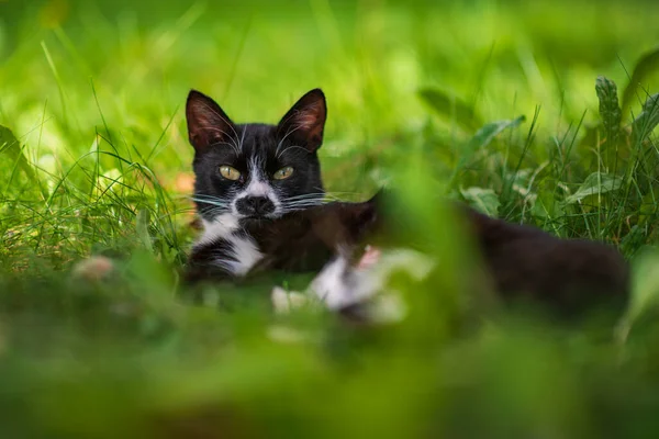 黒い猫は緑の草の中にある — ストック写真