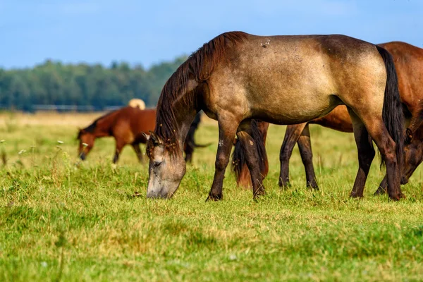 Porträt Eines Pferdes Auf Einer Weide — Stockfoto