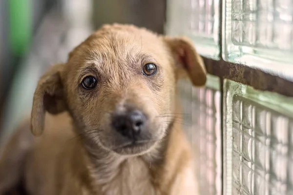Hüzünlü bir sokak köpeğinin portresi.