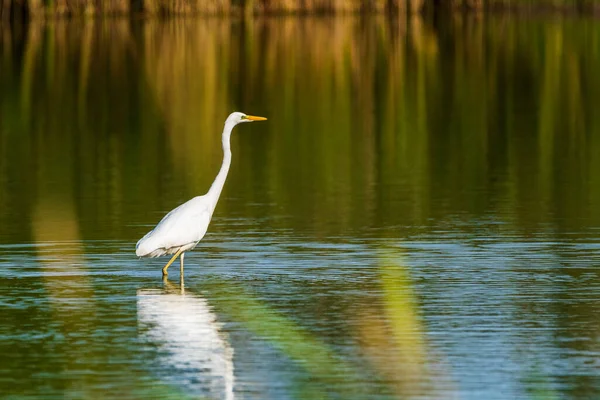 一条白鹭站在芦苇中的池塘里 — 图库照片