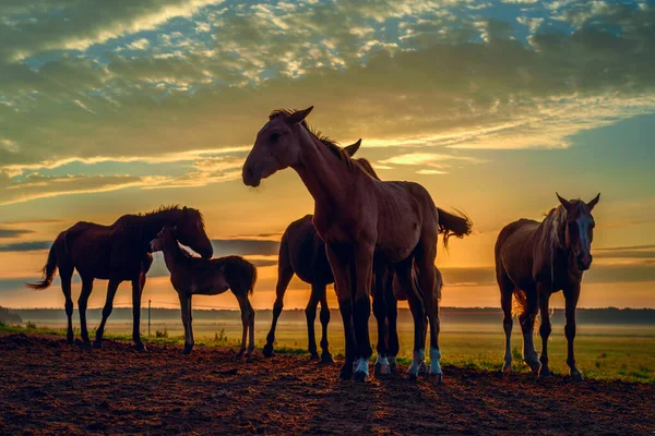 Cavalos Campo Pastam Amanhecer — Fotografia de Stock