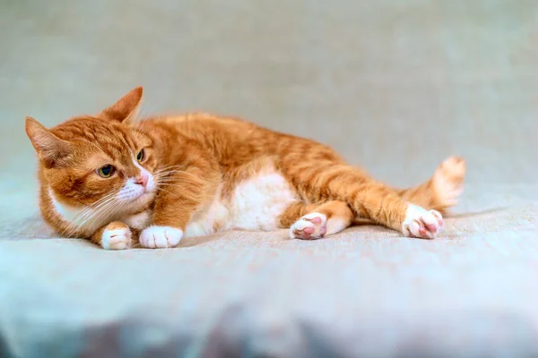 Nahaufnahme Auf Roter Katze Liegend Auf Weißem Hintergrund — Stockfoto