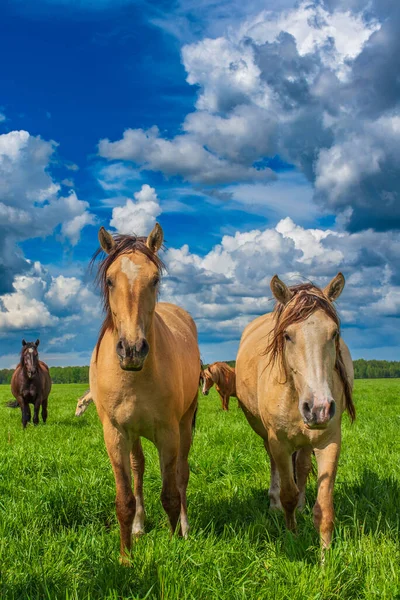Koń Wypasa Się Polu Fotografie Niebie Chmurach — Zdjęcie stockowe