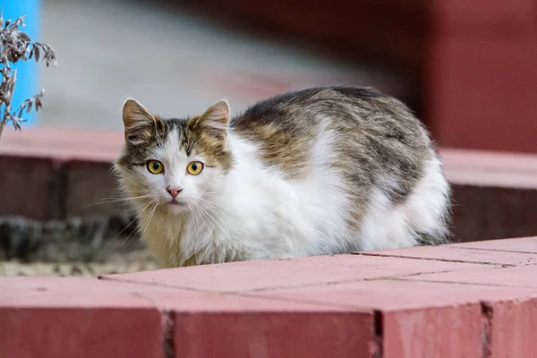 Ritratto Gatto Randagio Leggero All Aperto — Foto Stock