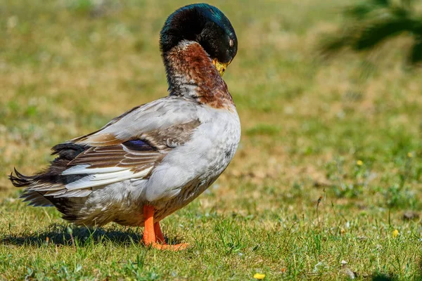 Beautiful duck cleans feathers