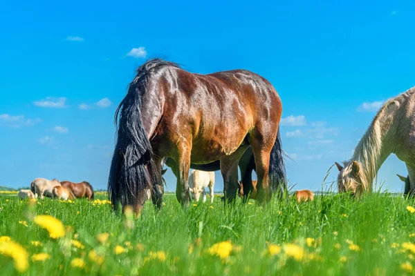 Horse Field Eats Dandelions — Stock Photo, Image