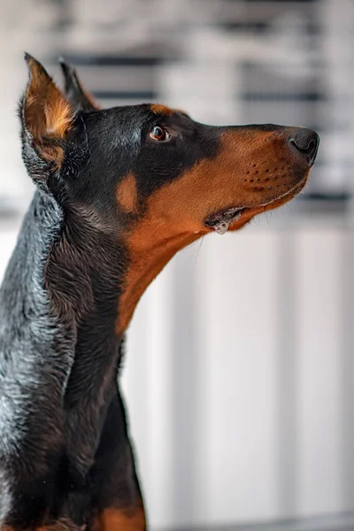 Porträt Eines Dobermanns Aus Nächster Nähe Fotografiert — Stockfoto