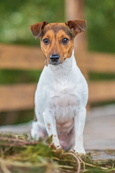 Jack Russell Terrier portresi. Fotoğraflı yakın plan..