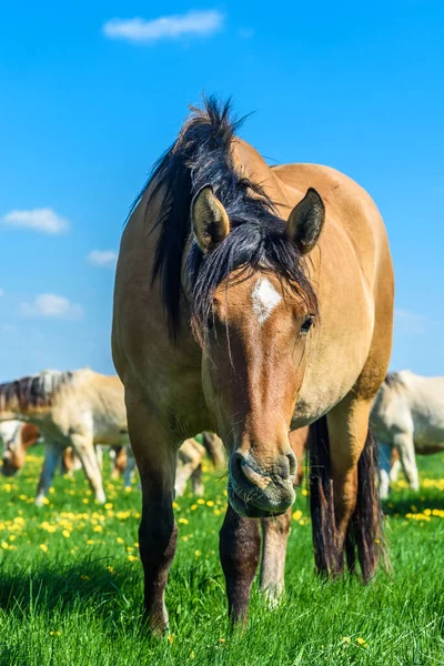 Lovak Legelnek Mezőn Pitypangokkal — Stock Fotó